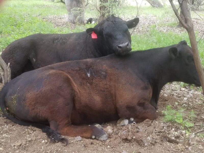 Two cows resting in a grassy area, one black with a red ear tag lying down and the other brown and black reclining beside it, surrounded by trees and foliage.