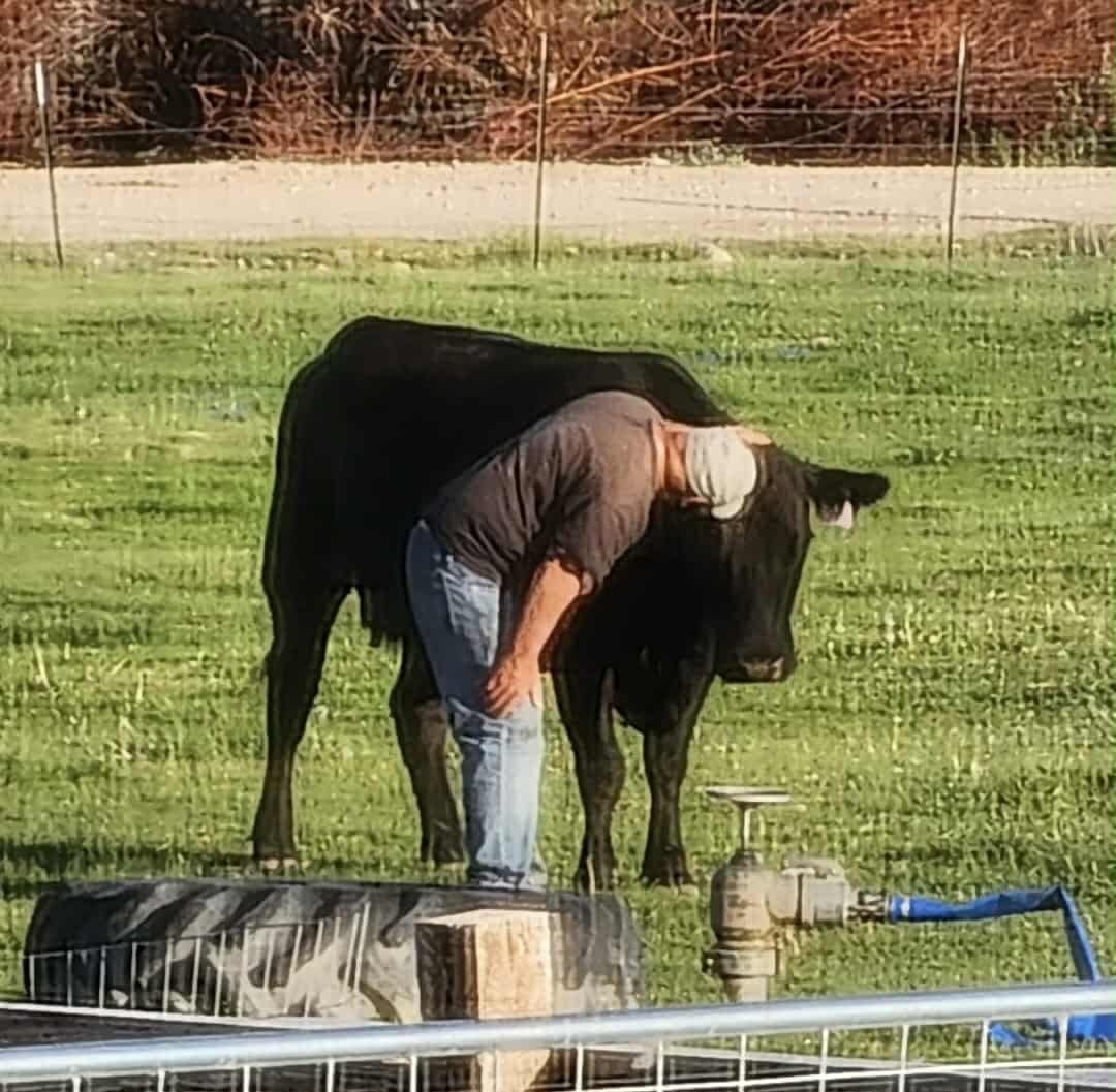A farmer interacting with a black cow in a grassy field, with a water trough and fence in the background, highlighting rural life and animal husbandry.